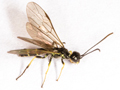 Cephus pygmeus